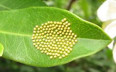 Acraea petraea