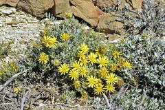 Berkheya cuneata