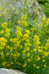 Galium densiflorum
