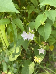 Jacquemontia paniculata