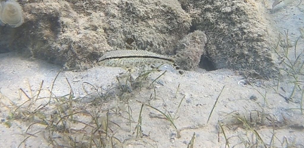 Short-Fin Goatfish