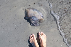 Pseudorhiza haeckeli