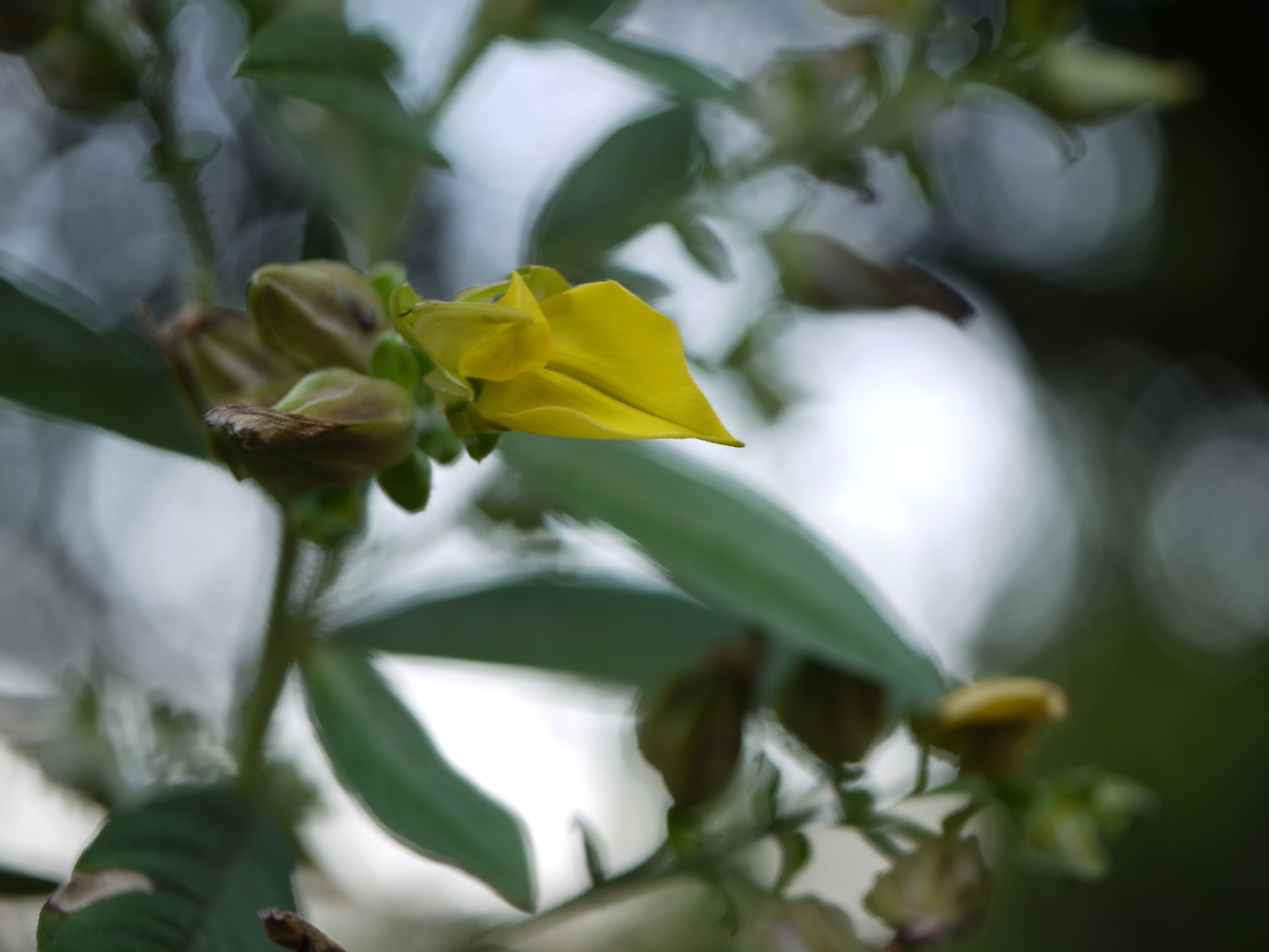 Berteron's Rattlebox (Crotalaria berteroana)