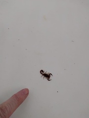 Pseudolychas ochraceus