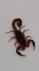 Pseudolychas ochraceus
