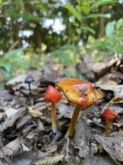 Hygrocybe conica