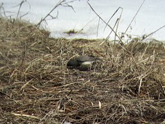 Junco hyemalis cismontanus