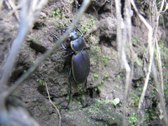 Carabus marginalis