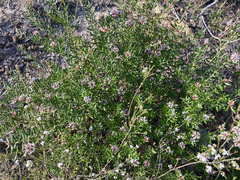 Grevillea sphacelata