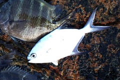 Trachinotus