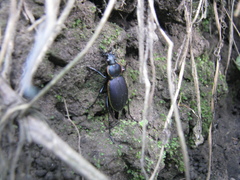 Carabus marginalis