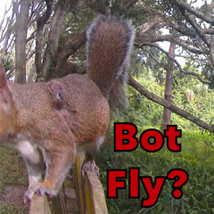 Cuterebra emasculator