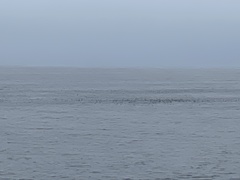 Ardenna tenuirostris