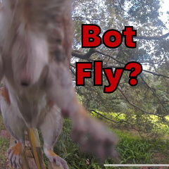 Cuterebra emasculator