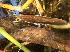 Limnoporus rufoscutellatus