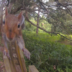 Cuterebra emasculator