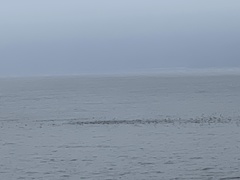 Ardenna tenuirostris