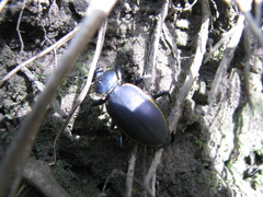 Carabus marginalis