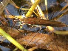 Limnoporus rufoscutellatus