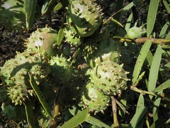 Acacia cochlearis