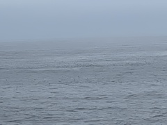 Ardenna tenuirostris