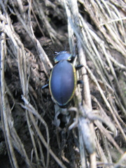 Carabus marginalis