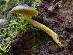 Cortinarius lachanus