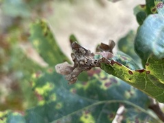 Neuroterus saltatorius