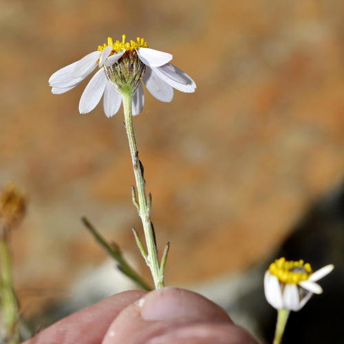 Whitestripe Sheepdaisy (Phymaspermum aphyllum)