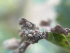 Neuroterus saltatorius