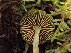 Cortinarius lachanus