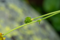 Ranunculus grandifolius