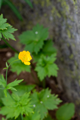 Ranunculus grandifolius
