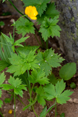 Ranunculus grandifolius