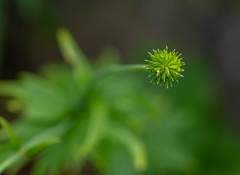 Ranunculus grandifolius