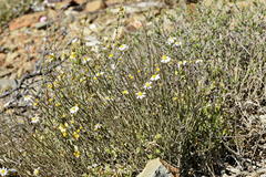 Phymaspermum aphyllum