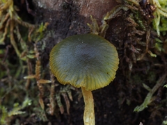 Cortinarius lachanus