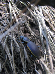 Carabus marginalis