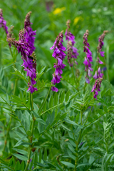 Hedysarum theinum