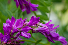 Hedysarum theinum