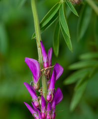 Hedysarum theinum