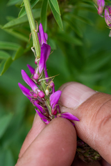 Hedysarum theinum