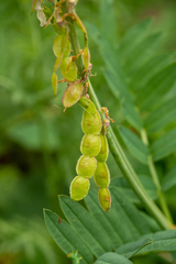 Hedysarum theinum