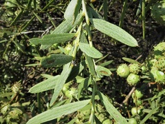 Acacia cochlearis