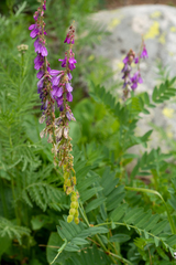 Hedysarum theinum