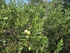 Acacia cochlearis