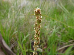 Plantago varia