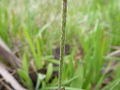 Plantago varia