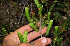 Cliffortia pulchella