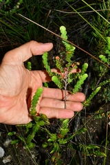 Cliffortia pulchella